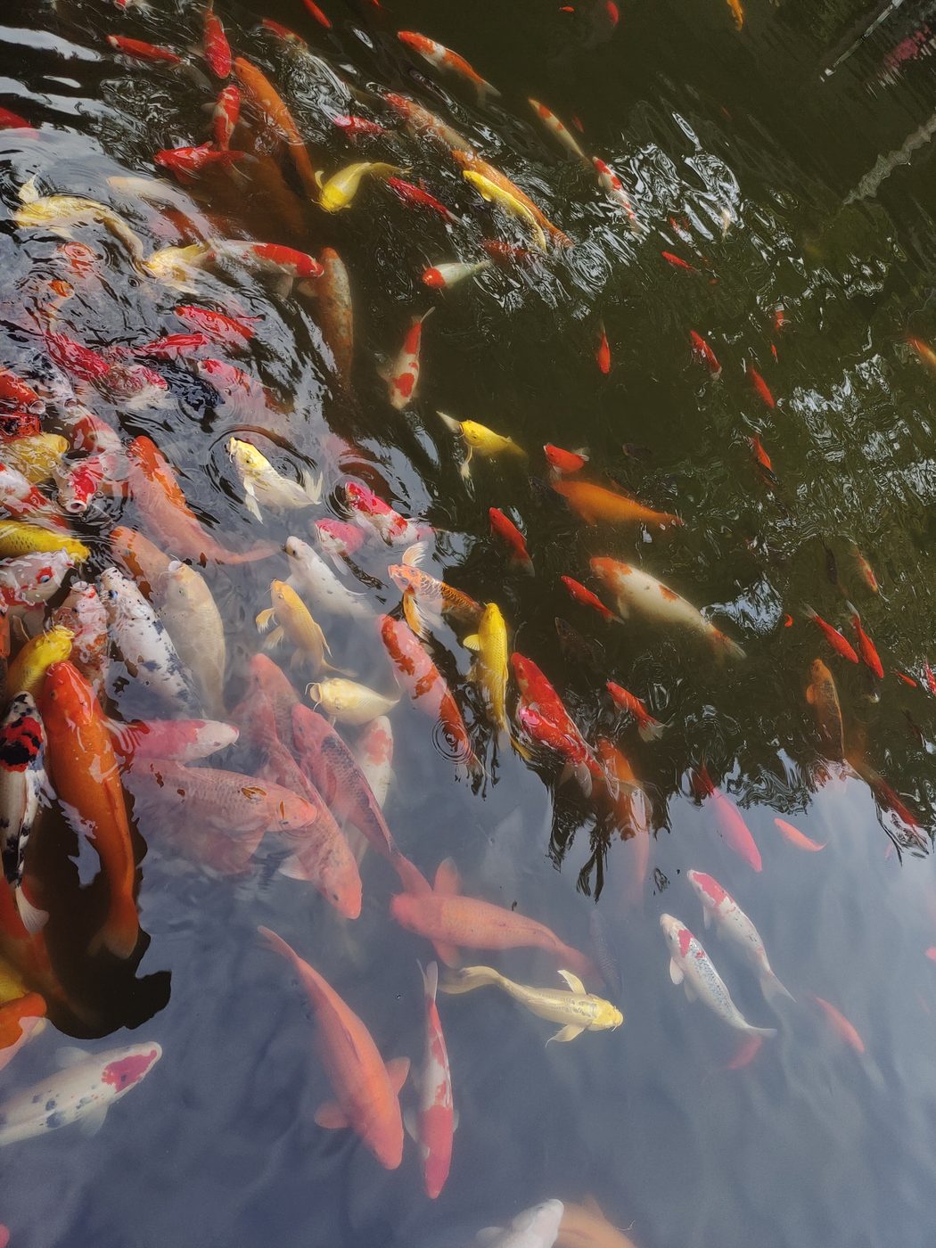 锦鲤